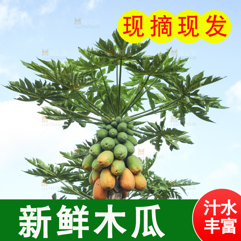 树上的木瓜