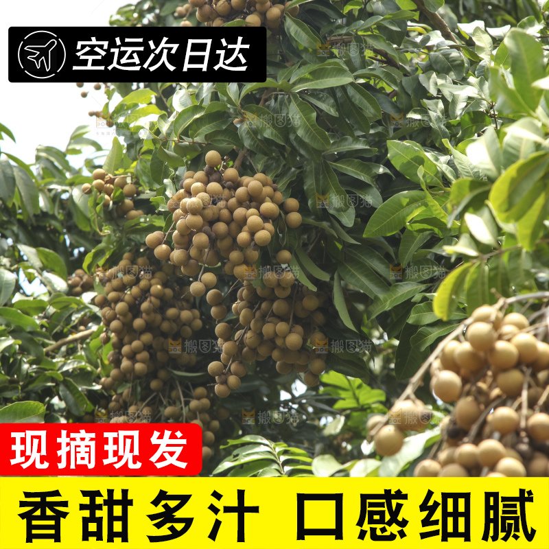 树上的新鲜龙眼