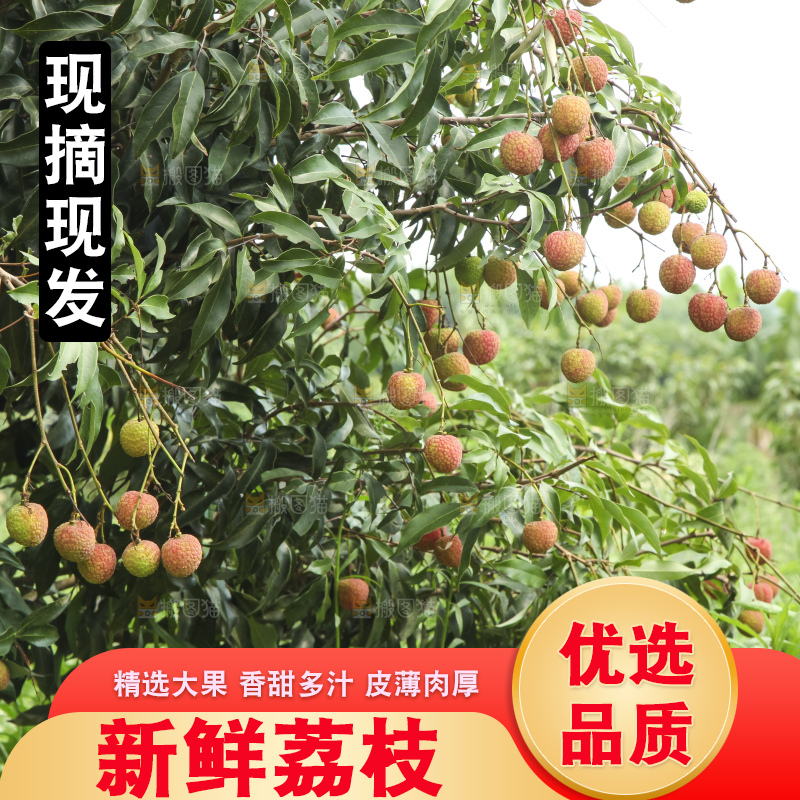 树上的荔枝