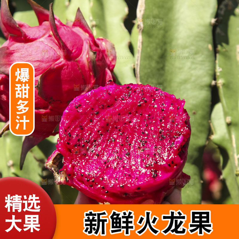 火龙果产地