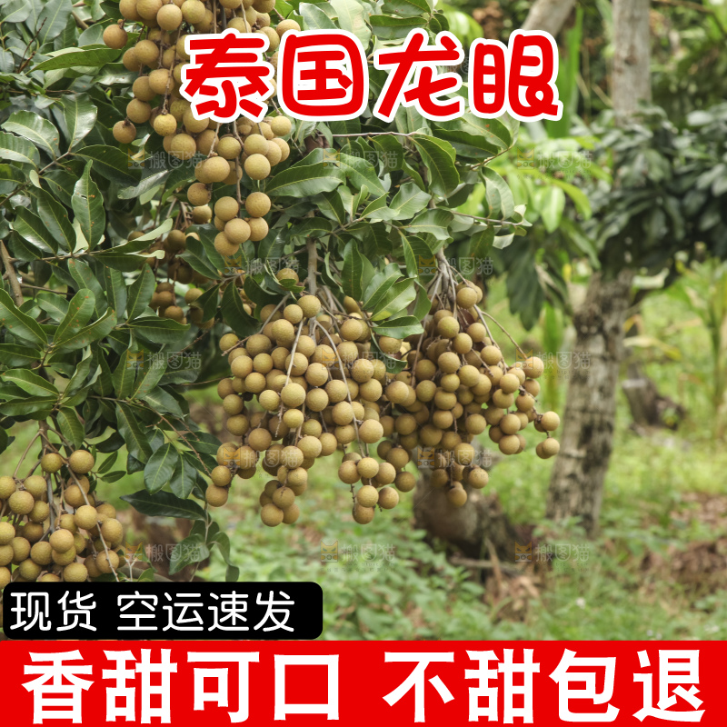 树上的新鲜龙眼