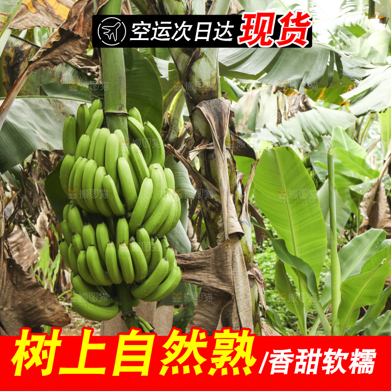 树上的新鲜香蕉