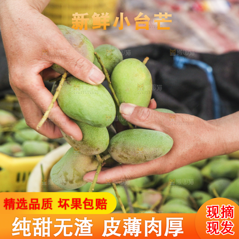 树上的小台芒