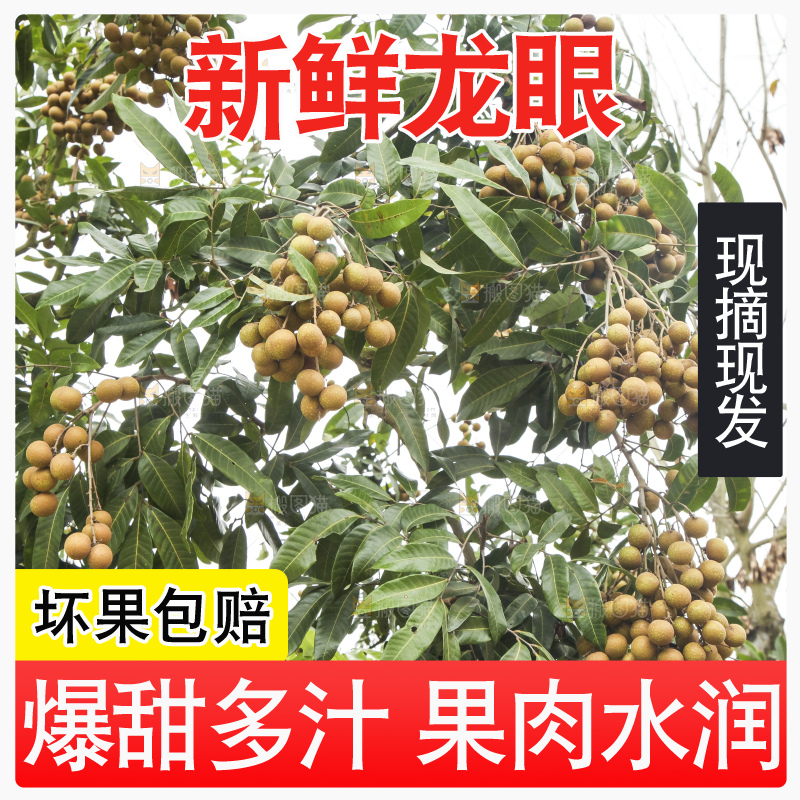 树上的新鲜龙眼