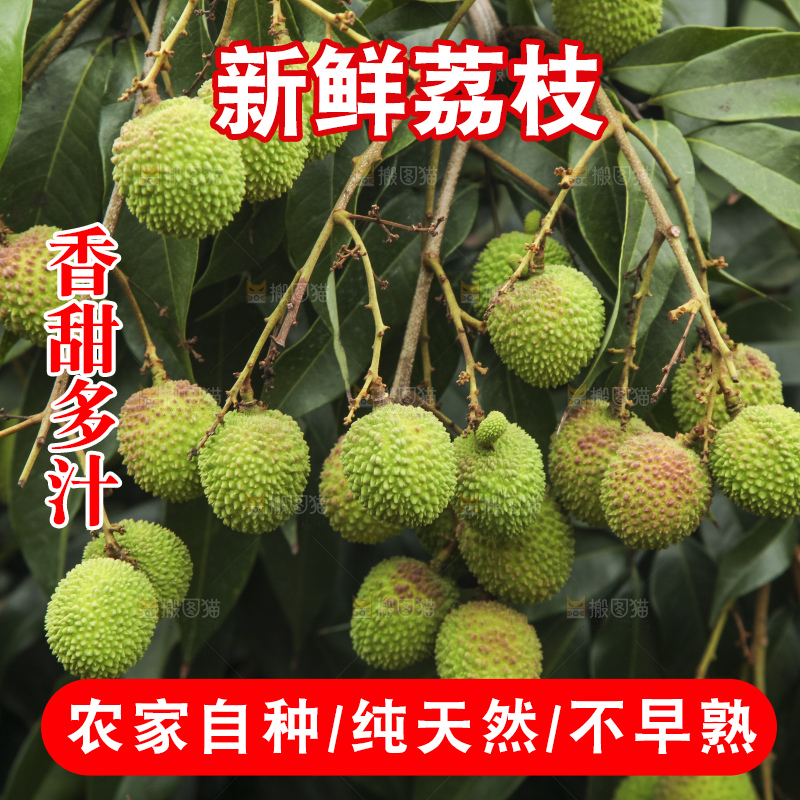 树上的荔枝