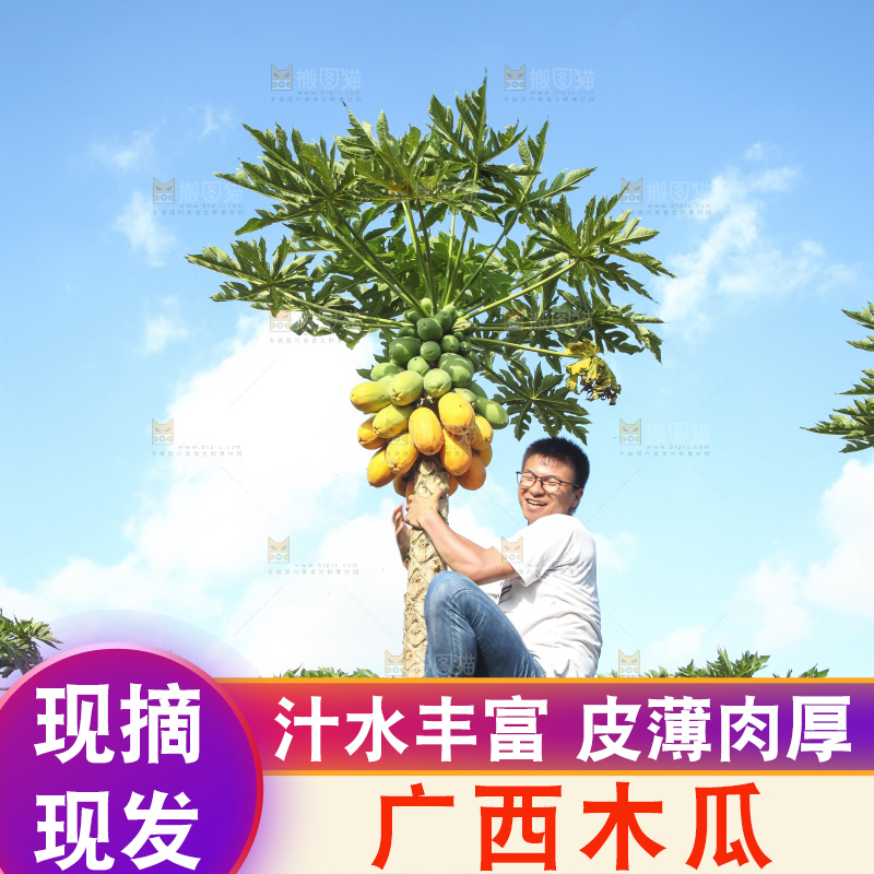 树上的木瓜
