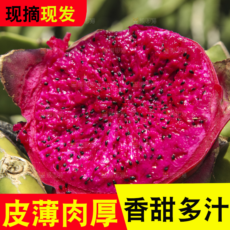 火龙果产地