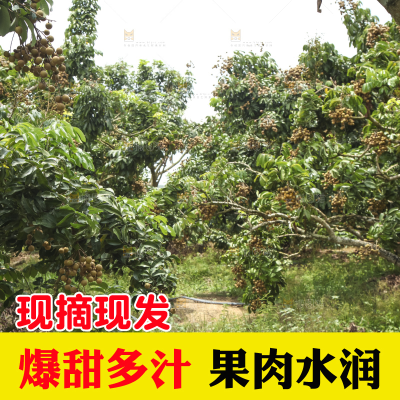 树上的新鲜龙眼