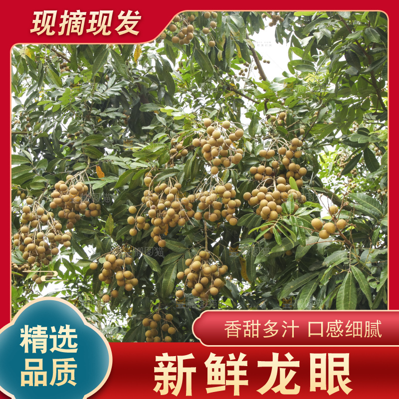 树上的新鲜龙眼