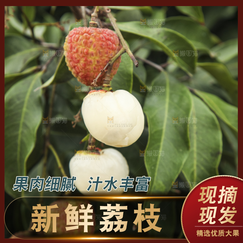 树上的荔枝