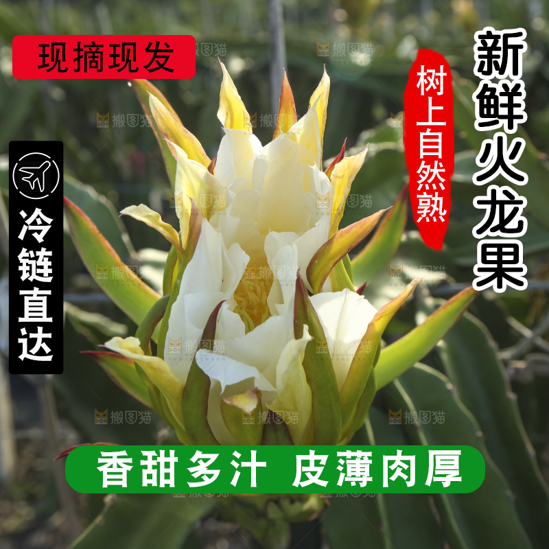 火龙果产地