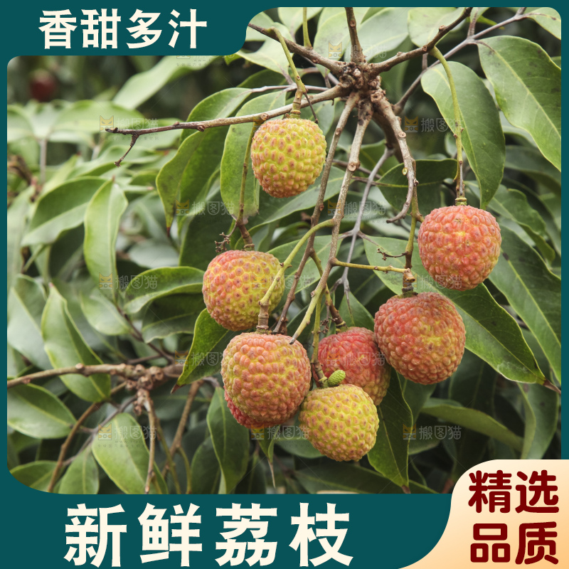 树上的荔枝