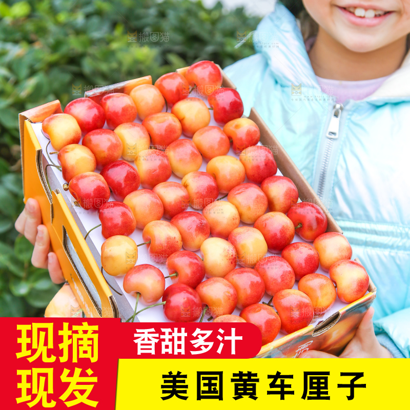 手里拿着黄金车厘子