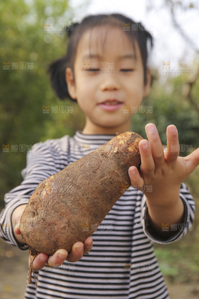 手里拿着云南山药