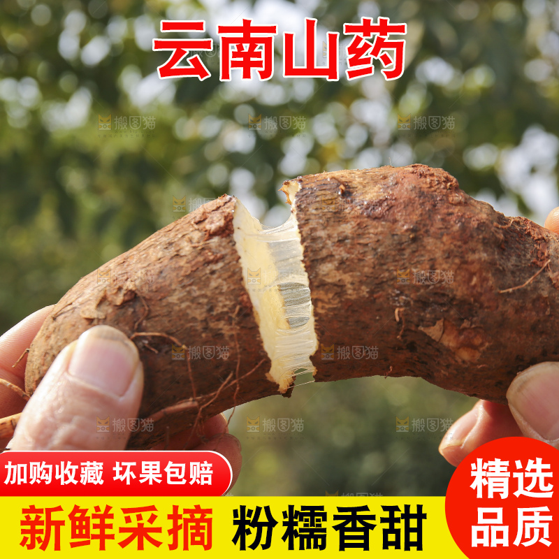 手里拿着云南山药