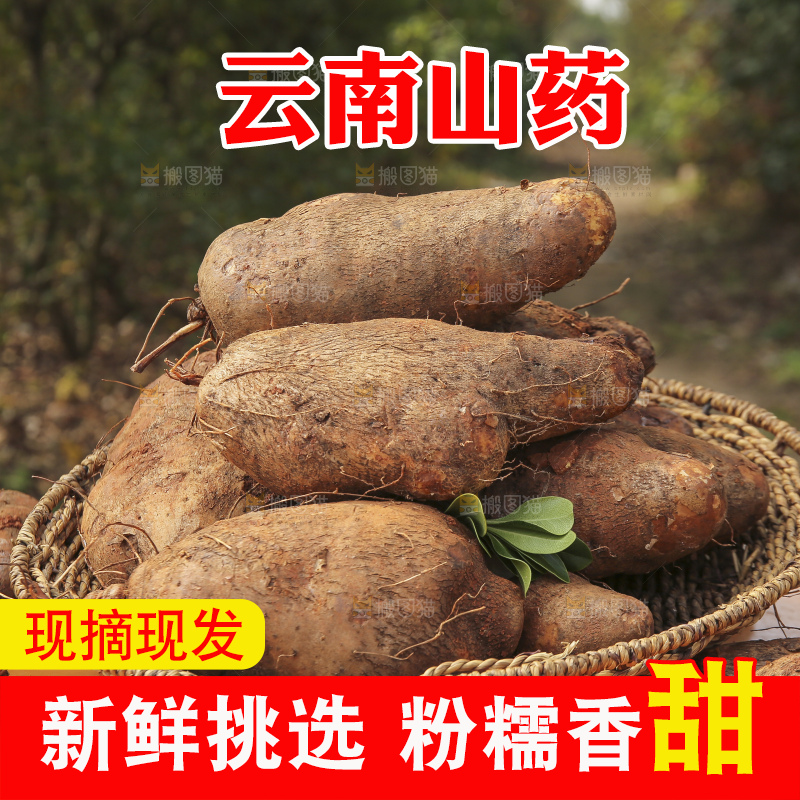 手里拿着云南山药