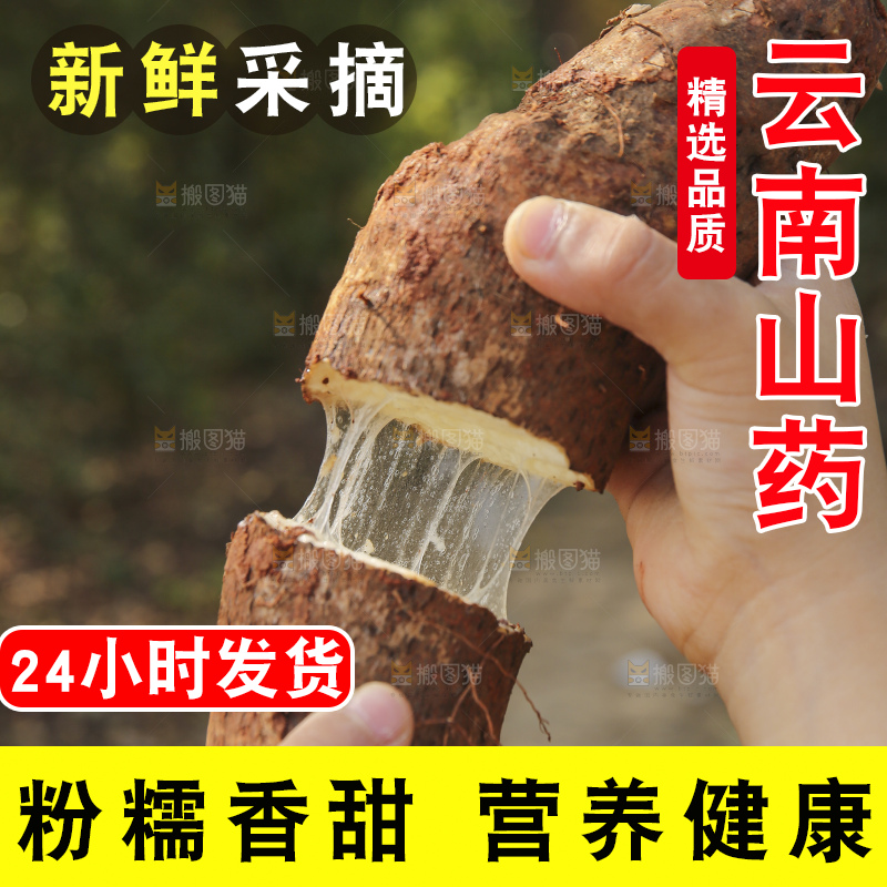 手里拿着云南山药