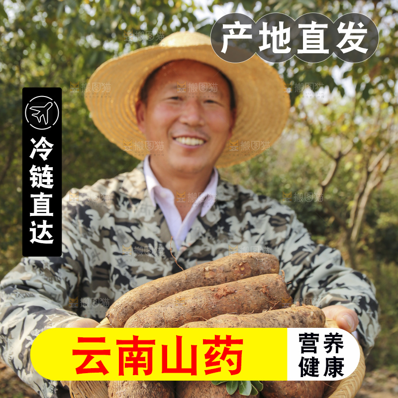手里拿着云南山药