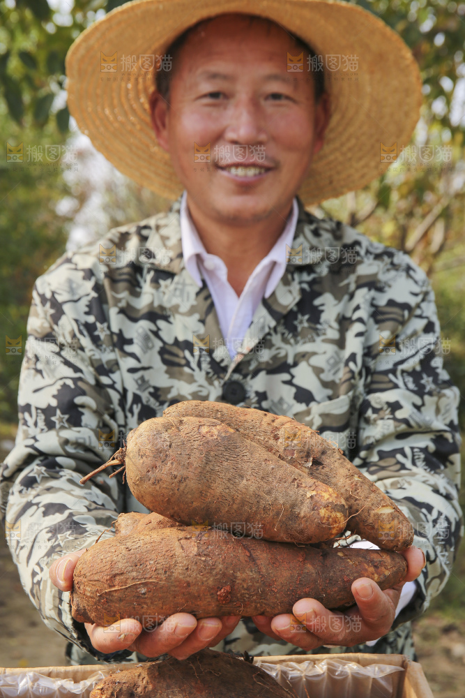 手里拿着云南山药
