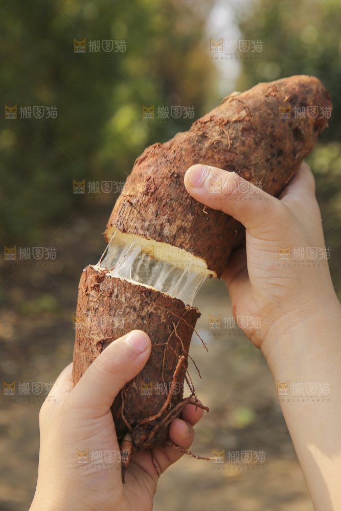 手里拿着云南山药