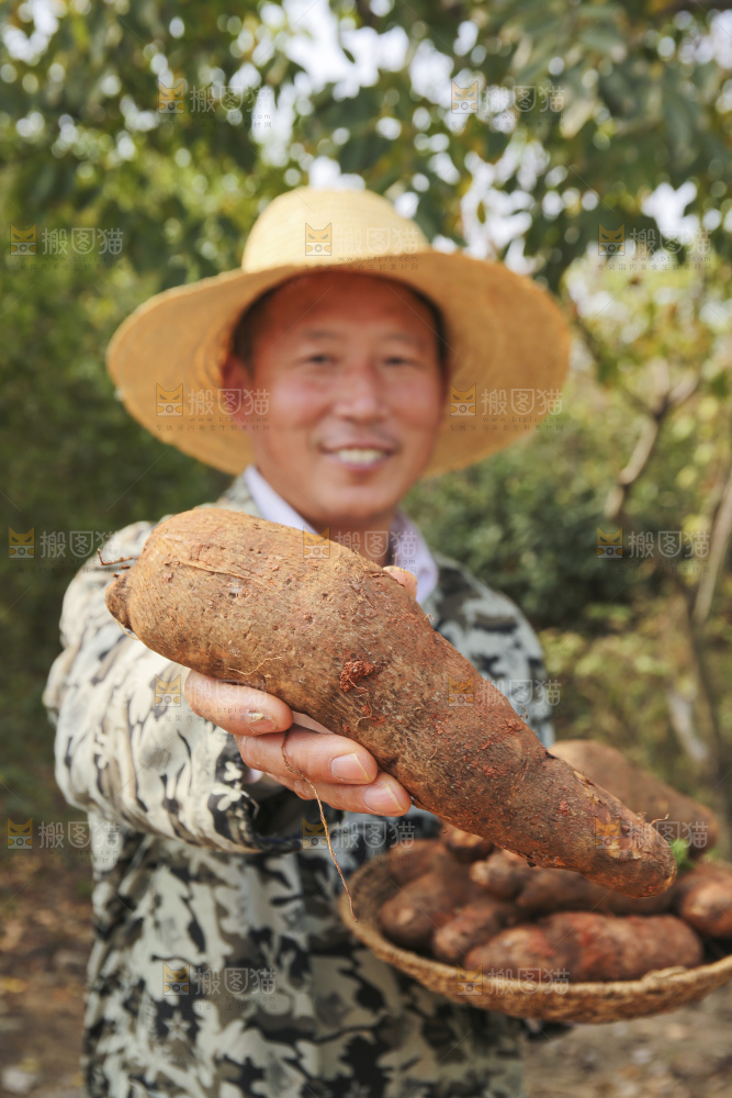 手里拿着云南山药