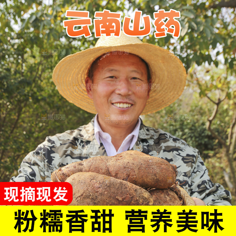手里拿着云南山药