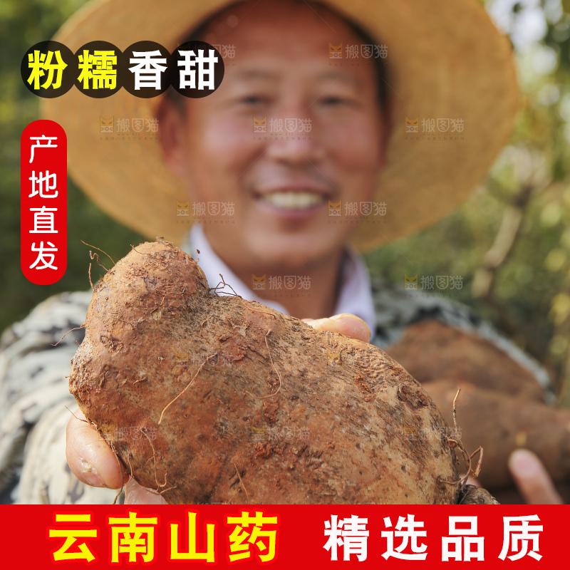 手里拿着云南山药