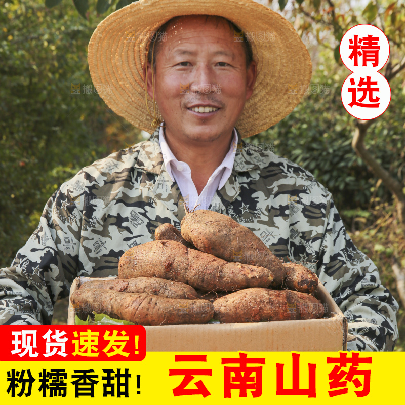 手里拿着云南山药