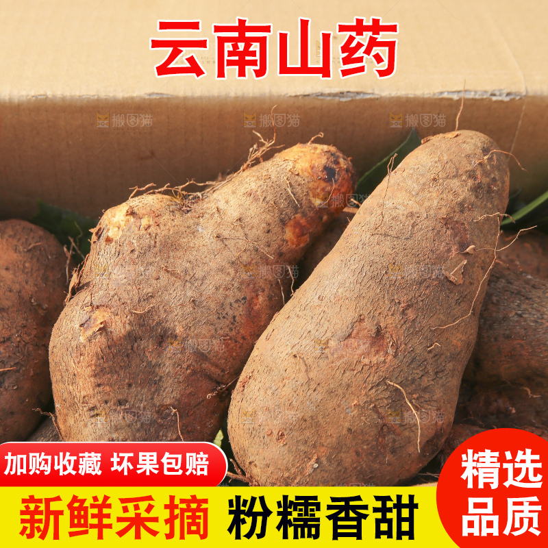 手里拿着云南山药