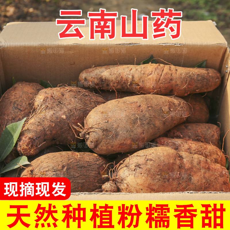手里拿着云南山药