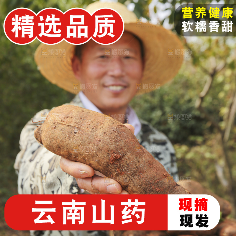 手里拿着云南山药