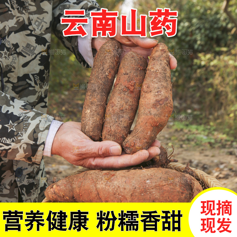 手里拿着云南山药