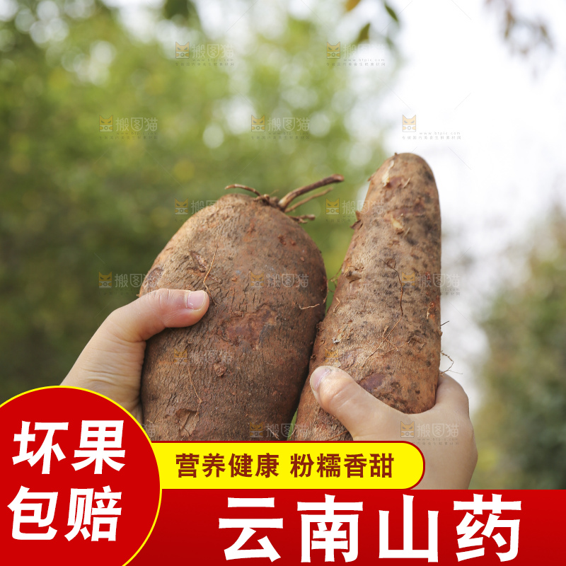 手里拿着云南山药