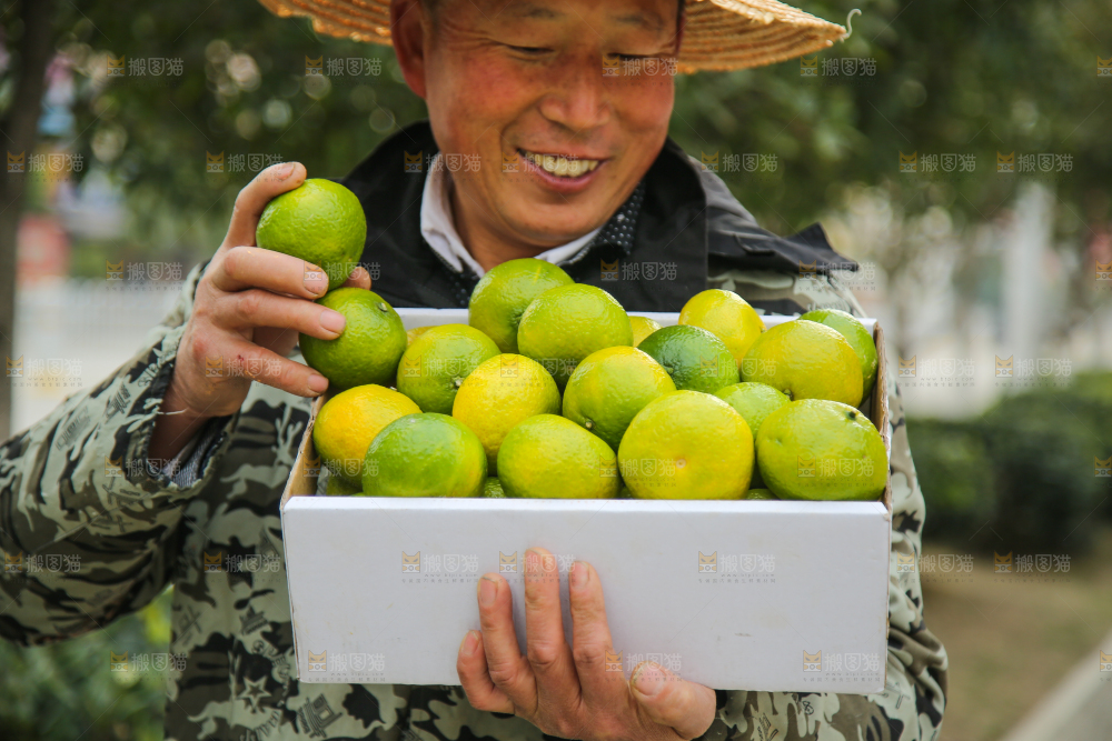 手里拿着建阳桔柚