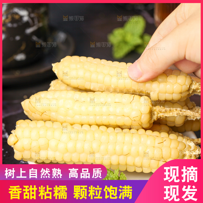 深底上的拇指小玉米