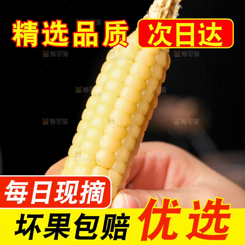 深底上的拇指小玉米