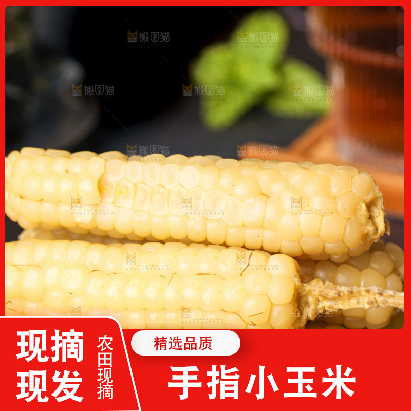 深底上的拇指小玉米