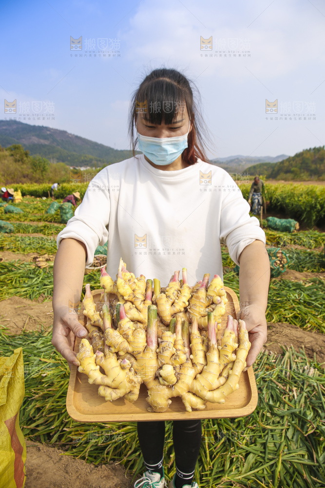 手里拿着新鲜小黄姜