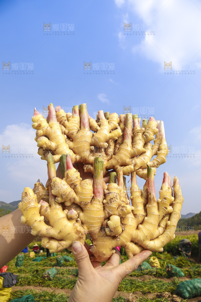 手里拿着新鲜小黄姜