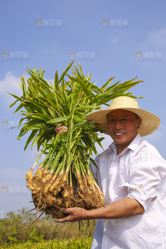 手里拿着新鲜小黄姜