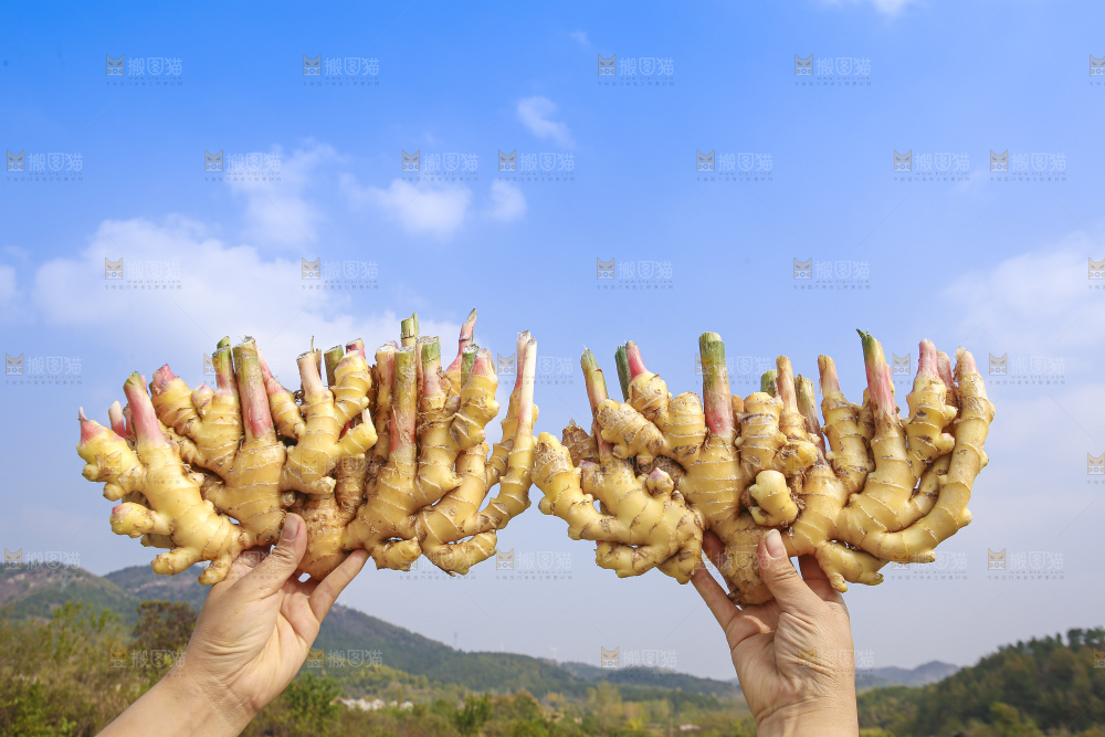手里拿着新鲜小黄姜