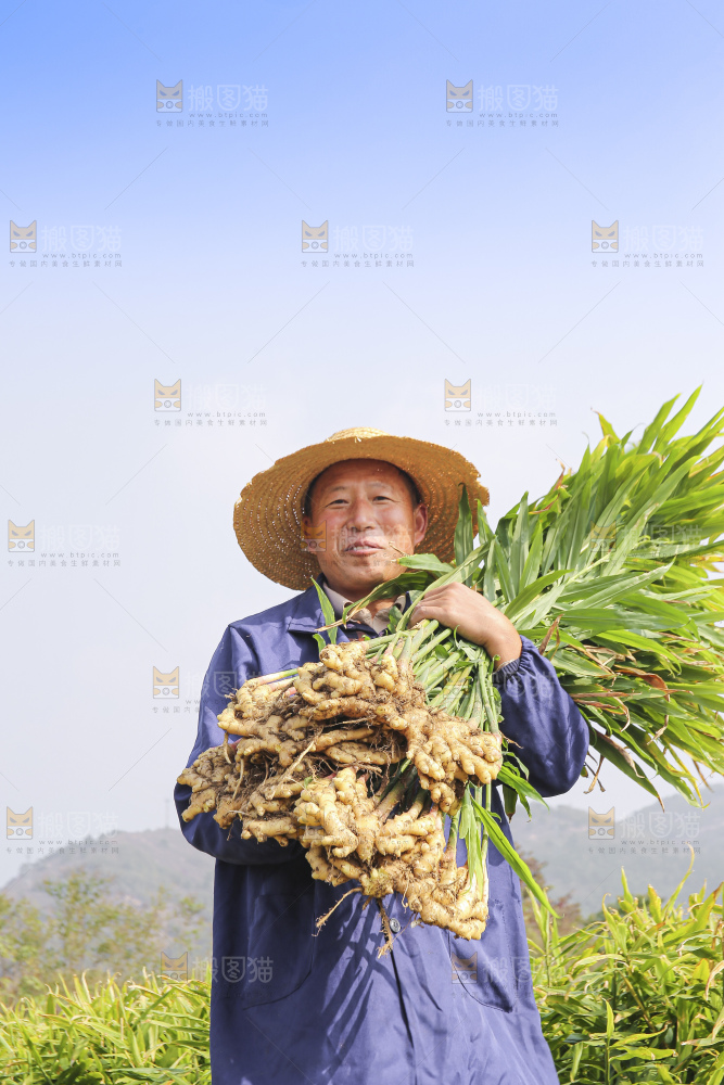 手里拿着新鲜小黄姜