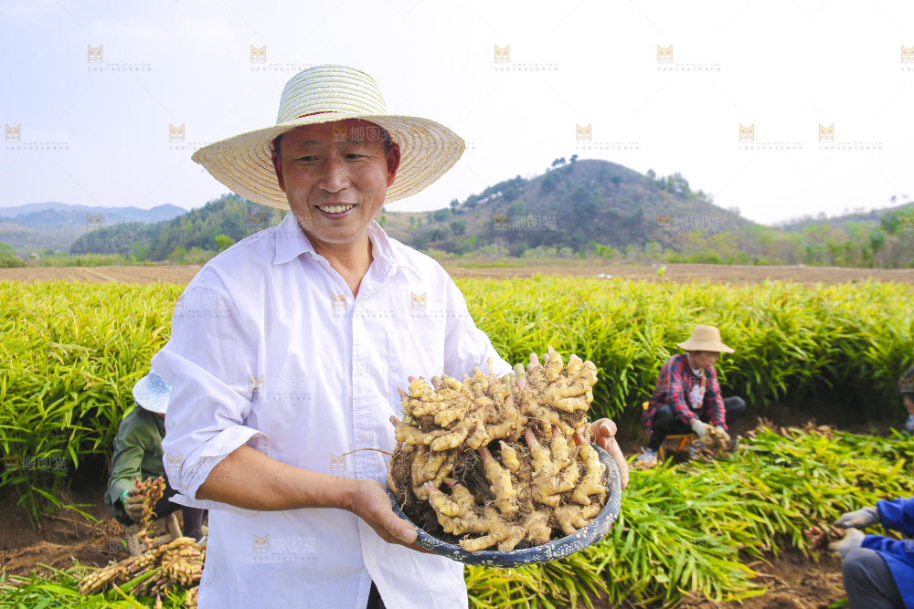 手里拿着新鲜小黄姜