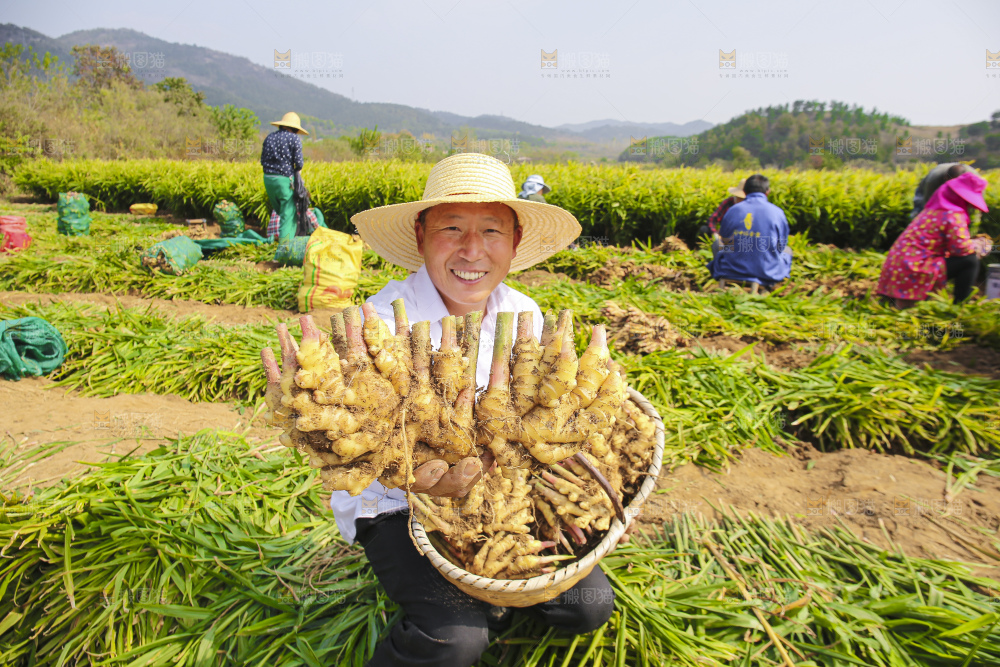 手里拿着新鲜小黄姜