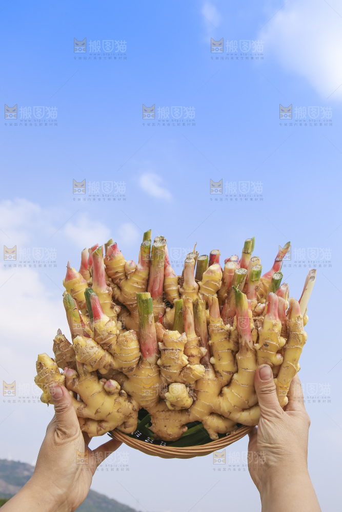 手里拿着新鲜小黄姜