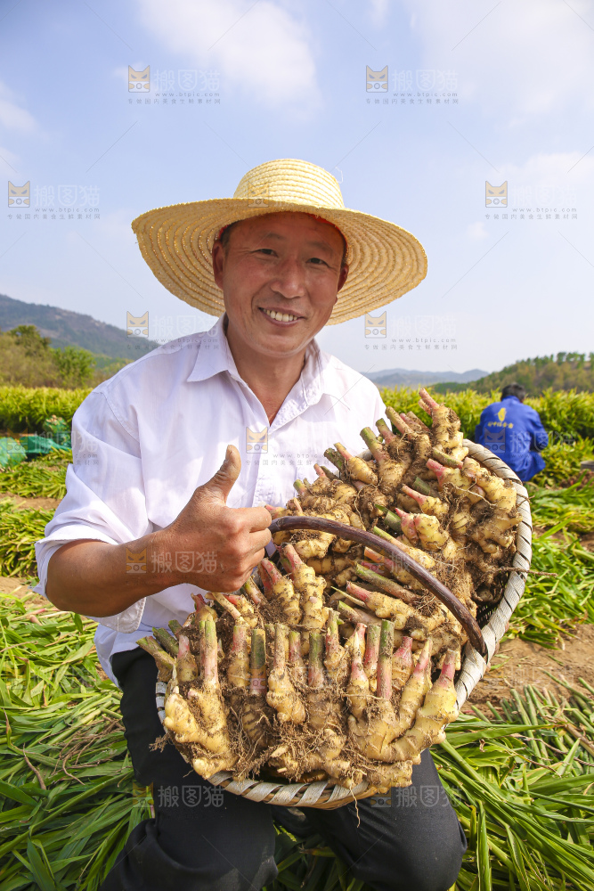 手里拿着新鲜小黄姜