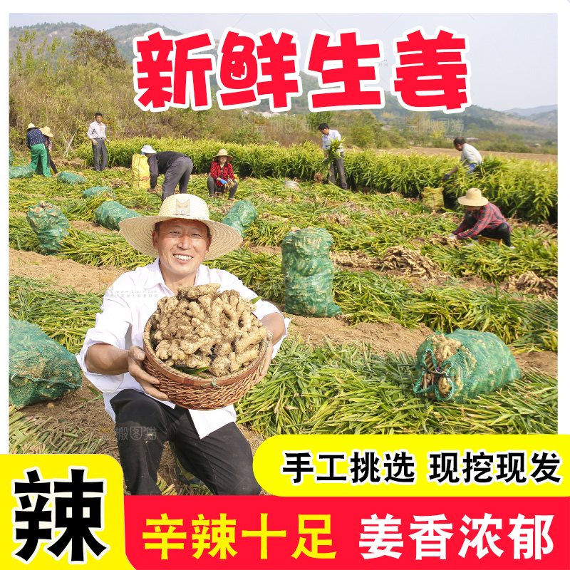 手里拿着新鲜生姜
