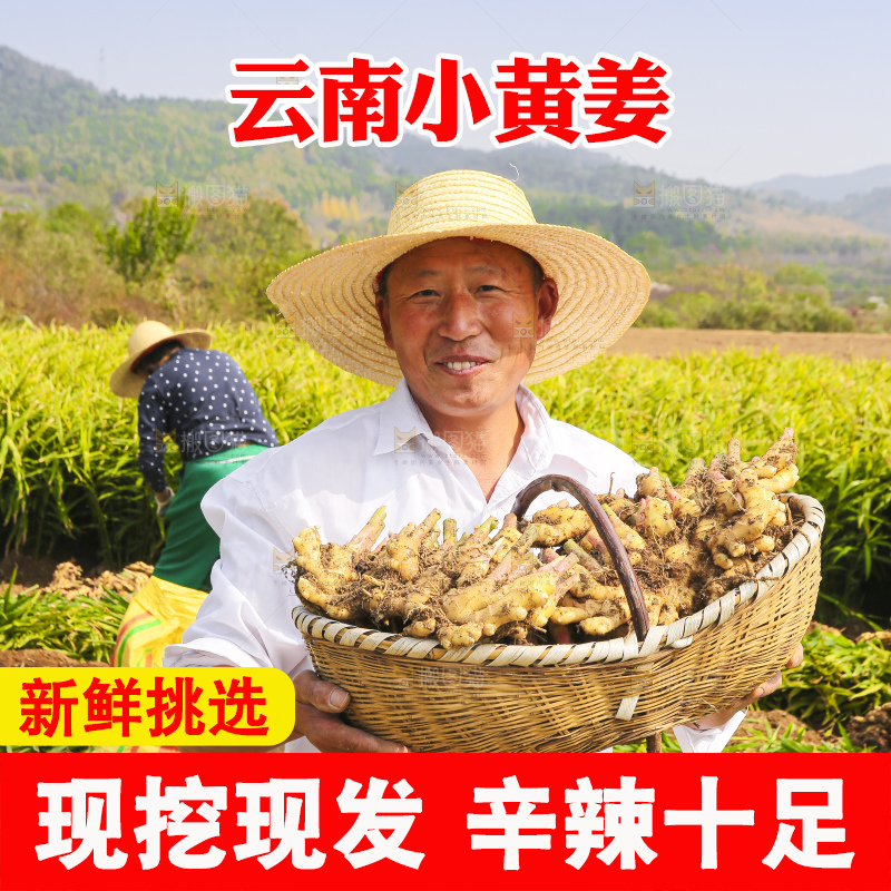 手里拿着新鲜小黄姜