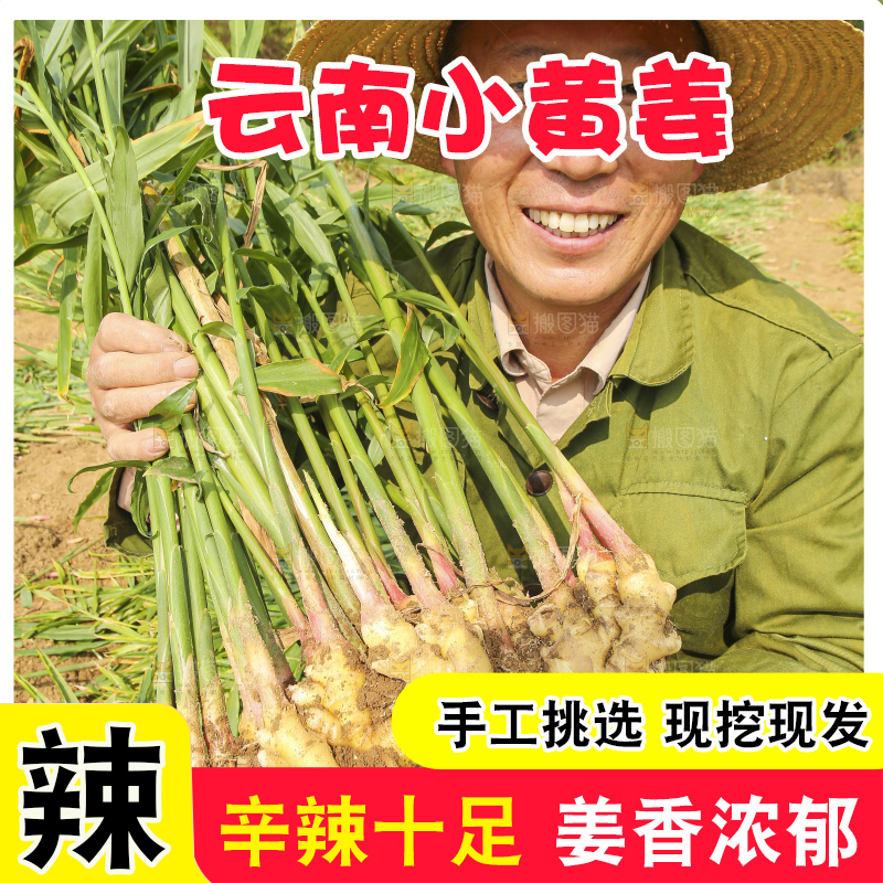 手里拿着新鲜小黄姜