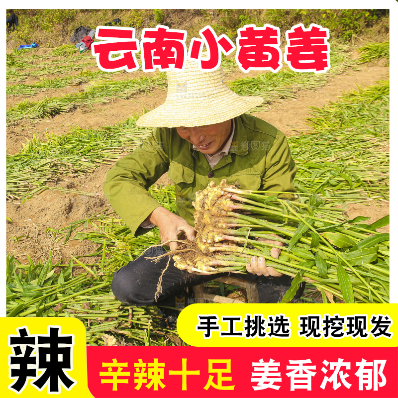 手里拿着新鲜小黄姜